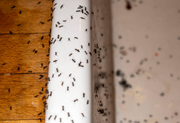 Best Commercial Pest Control Services  in Oakland Park, FL