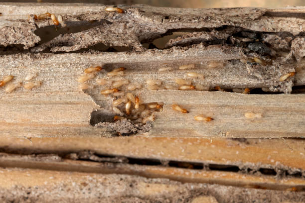 Wasp Removal Services in Oakland Park, FL